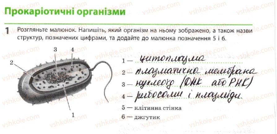 фото задание 1 - прокаріотичні організми - тема 1. біорізноманіття