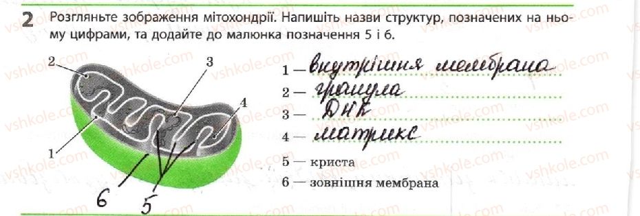 фото задание 2 - енергетичне забезпечення метаболізму - тема 2. обмін речовин і перетворення енергії