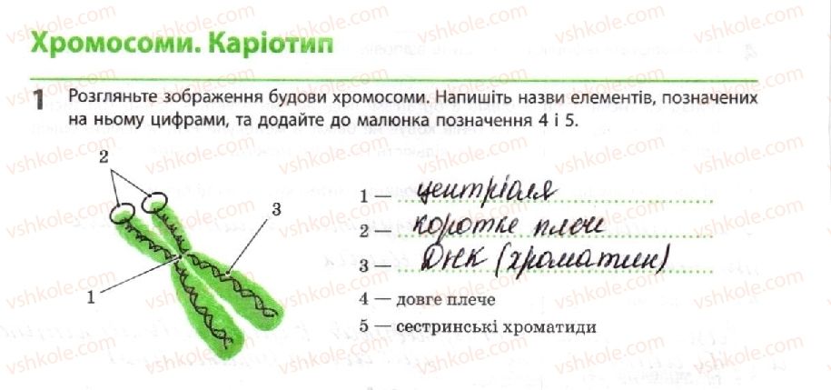 фото задание 1 - хромосоми. каріотип - тема 3. спадковість і мінливість