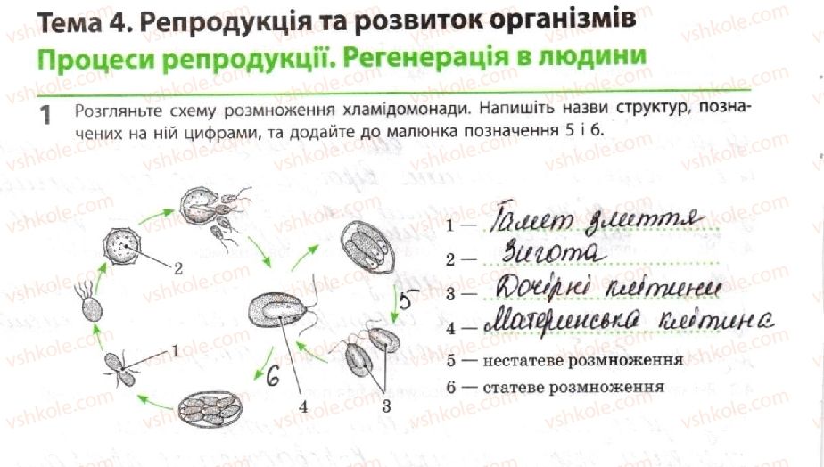 фото задание 1 - процеси репродукції. регенерація в людини - тема 4. репродукція та розвиток організмів
