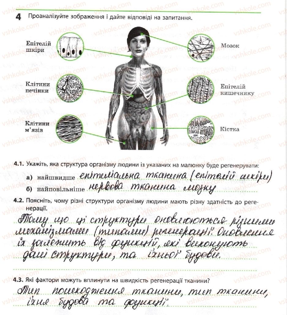 фото задание 4 - процеси репродукції. регенерація в людини - тема 4. репродукція та розвиток організмів