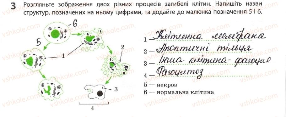 фото задание 3 - розвиток, старіння та смерть клітин - тема 4. репродукція та розвиток організмів