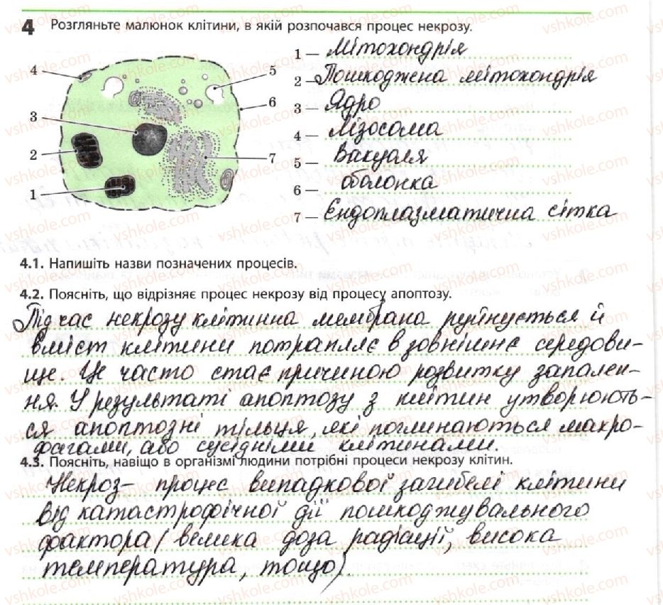 фото задание 4 - розвиток, старіння та смерть клітин - тема 4. репродукція та розвиток організмів