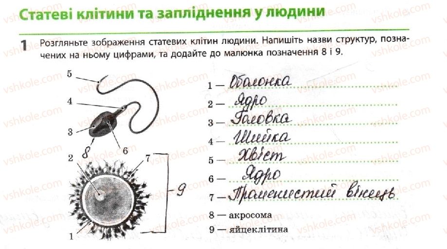 фото задание 1 - статеві клітини та запліднення у людини - тема 4. репродукція та розвиток організмів