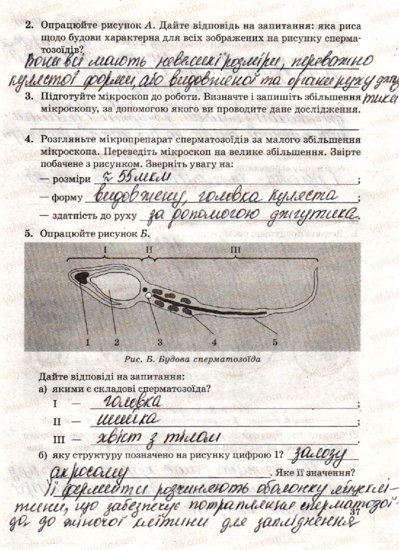 фото задание стр37 - лабораторна робота 3. будова статевих клітин