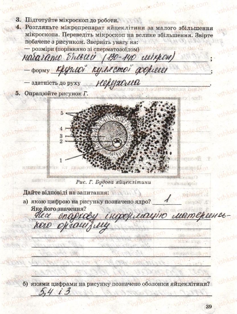 фото задание стр39 - лабораторна робота 3. будова статевих клітин