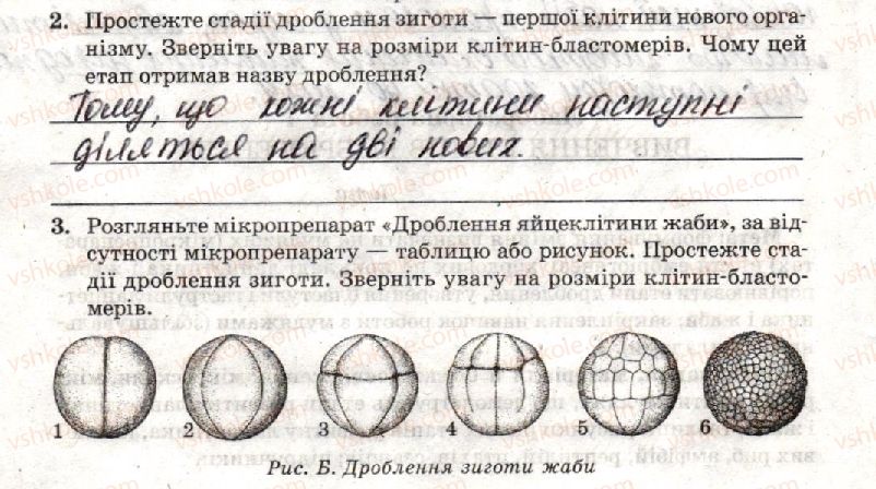 фото задание стр42 - лабораторна робота 4. вивчення етапів ембріогенезу