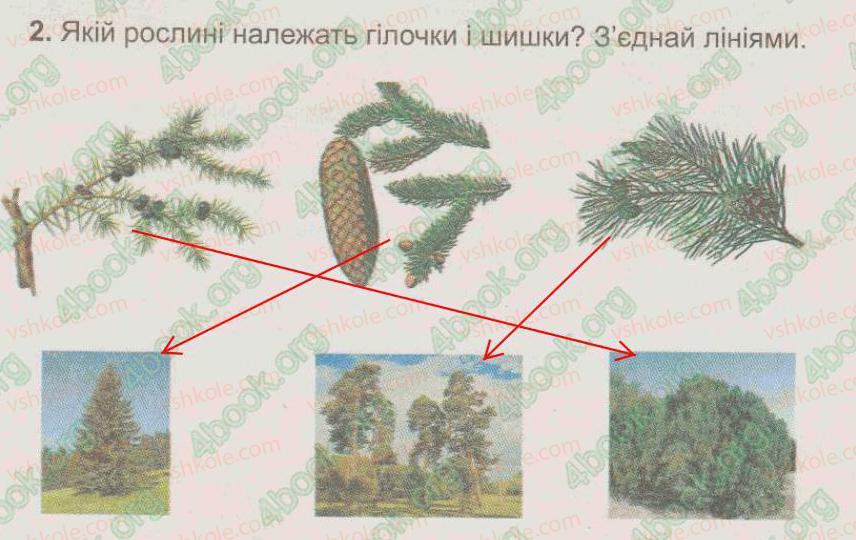фото задание 2 - § 30. хвойні рослини - тема 5. рослини, тварини і їх середовища життя