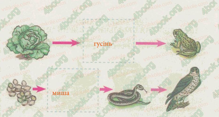 фото задание 4 - § 36. хто чим живиться. ланцюги живлення - тема 5. рослини, тварини і їх середовища життя