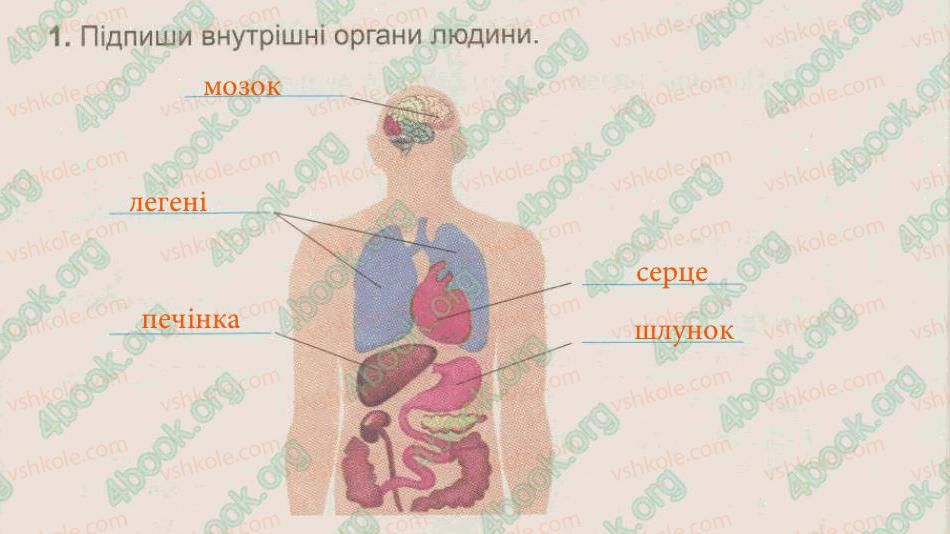 фото задание 1 - § 46. організм людини - тема 6. людина та її організм