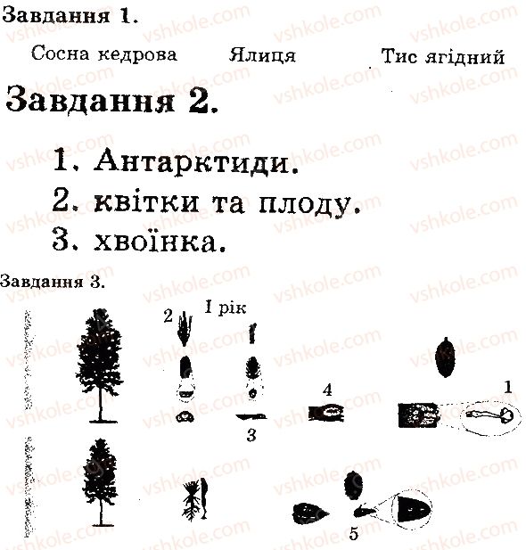 фото задание в1 - голонасінні - тема 4. різноманітність рослин