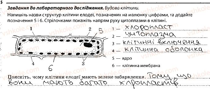 фото задание 5 - будова рослинної і тваринної клітини - тема 1. клітина