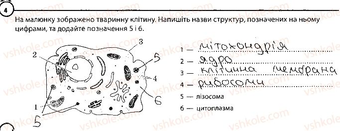 фото задание 4 - варіант 2 - повторення теми «клітина» - тема 1. клітина
