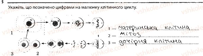 фото задание 5 - утворення нових клітин. ріст клітин - тема 1. клітина