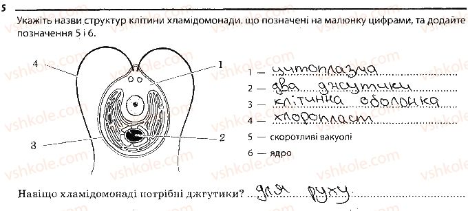 фото задание 5 - одноклітинні водорості і гриби - тема 2. одноклітинні організми