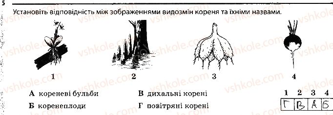 фото задание 5 - будова кореня. різноманітність коренів. видозміни кореня - тема 3. рослини