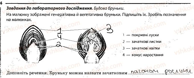 фото задание 6 - будова пагона - тема 3. рослини