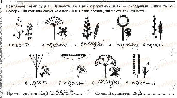 фото задание 6 - квітки і суцвіття - тема 3. рослини