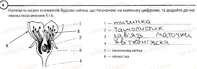 фото задание 4 - варіант 2 - повторення теми «рослини» - тема 3. рослини