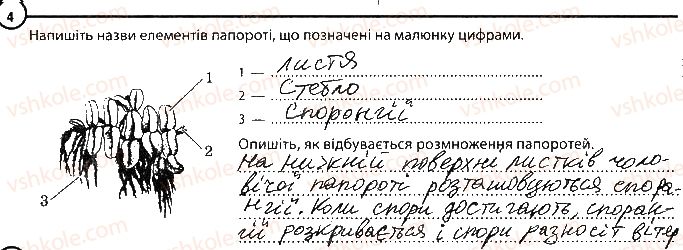 фото задание 4 - варіант 1 - повторення теми «різноманітність рослин» - тема 4. різноманітність рослин