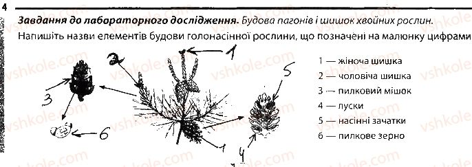 фото задание 4 - рослини, які розмножуються насінням - тема 4. різноманітність рослин