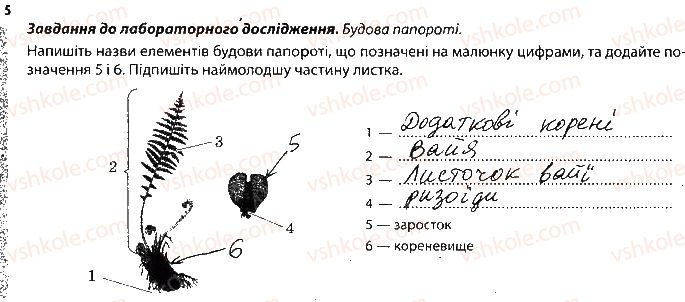 фото задание 5 - рослини, які розмножуються спорами - тема 4. різноманітність рослин