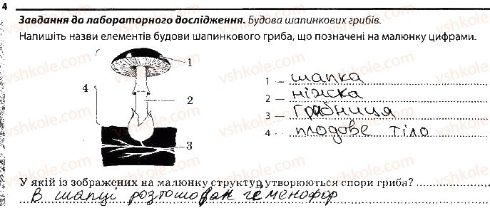 фото задание 4 - особливості будови грибів - тема 5. гриби