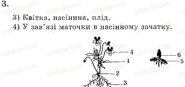 фото задание 3 - практична робота № 3. різноманітність рослин