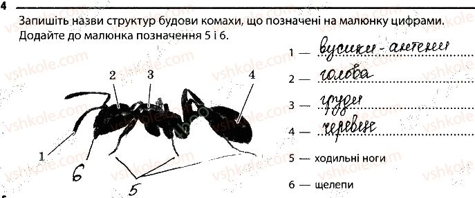 фото задание 4 - 6. комахи - тема 1. різноманітність тварин