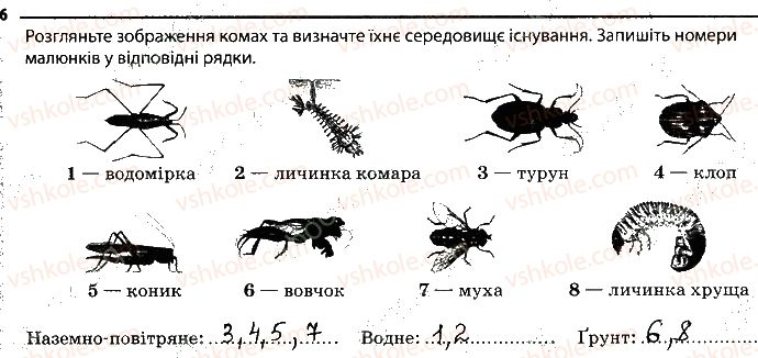 фото задание 6 - 6. комахи - тема 1. різноманітність тварин