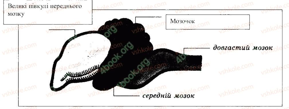 фото задание 4 - порівняння будови головного мозку хребетних тварин