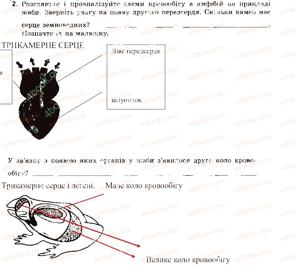 фото задание 2 - порівняння будови кровоносної системи хребетних тварин