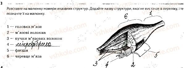 фото задание 3 - опорно-рухова система. м'язи - тема 6. опора й рух