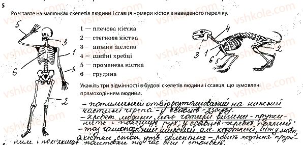 фото задание 5 - опорно-рухова система. скелет - тема 6. опора й рух