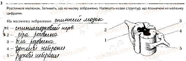 фото задание 3 - центральна нервова система - тема 7. зв'язок організму людини із зовнішнім середовищем. нервова система