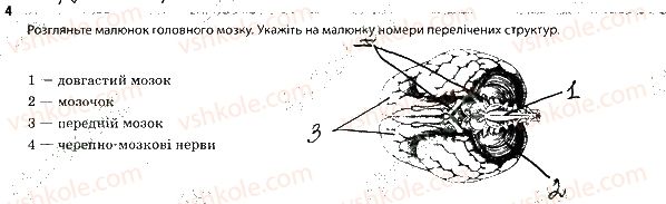 фото задание 4 - центральна нервова система - тема 7. зв'язок організму людини із зовнішнім середовищем. нервова система