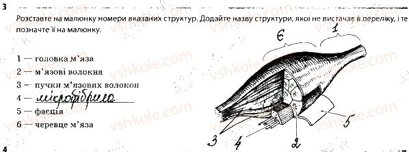 фото задание 3 - 2. опорно-рухова система. м'язи - тема 2. опора й рух