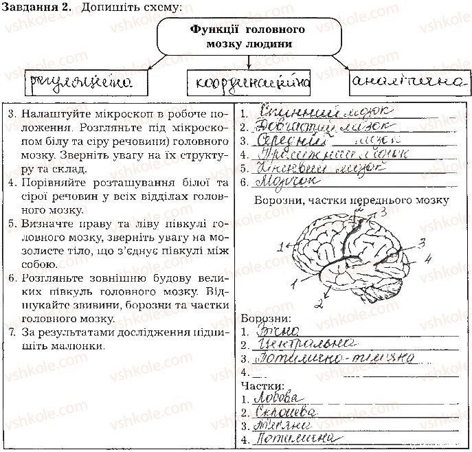 фото задание ст78завд2 - тема 7. нервова система