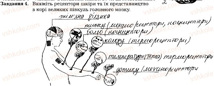 фото задание ст99завд4 - тема 8. сенсорні системи