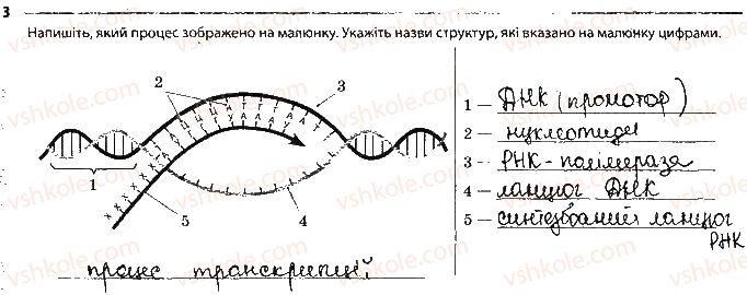 фото задание 3 - сторінка 26 - тема 4. збереження та ріалізація спадкової інформації