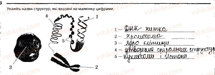 фото задание 3 - сторінка 28 - тема 4. збереження та ріалізація спадкової інформації