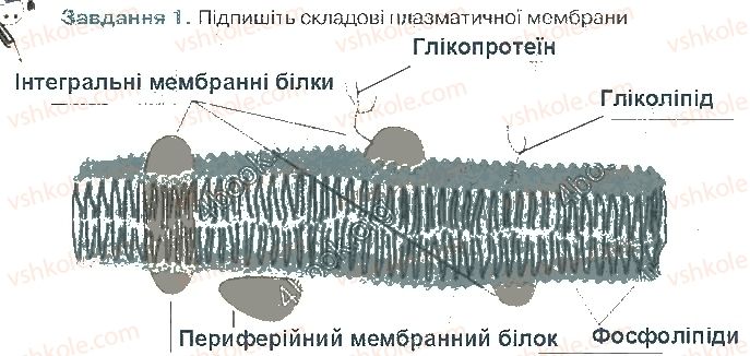 фото задание ст24завд1 - структура клітини