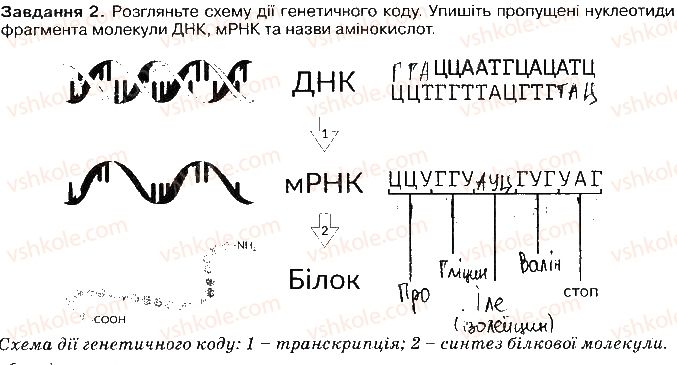фото задание ст52завд2 - збереження та реалізація спадкової інформації