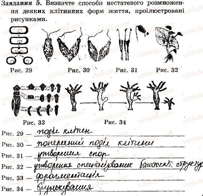 фото задание 5 - практична робота № 4. порівняння будови та процесу розмноження - практичні роботи